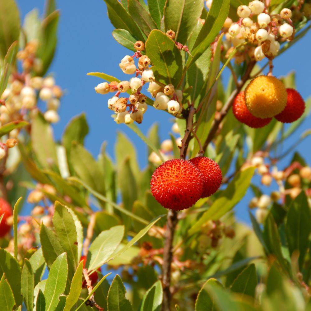 Arbousier commun ou Arbre aux fraises - Image 3