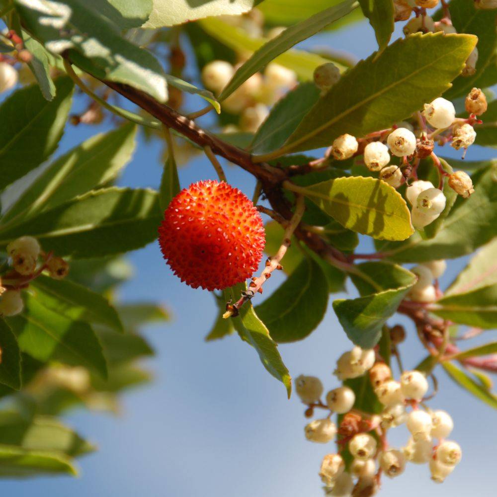 Arbousier commun ou Arbre aux fraises - Image 5