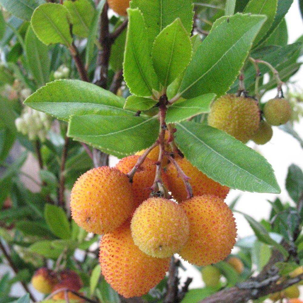 Arbousier commun ou Arbre aux fraises - Image 2