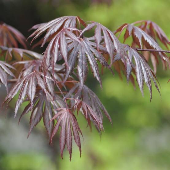 Erable du Japon 'Trompenburg'