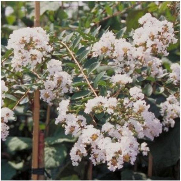 Lilas des Indes Petit Canaille® blanc - Image 2
