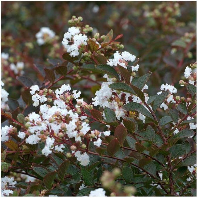 Lilas des Indes Petit Canaille® blanc - Image 1