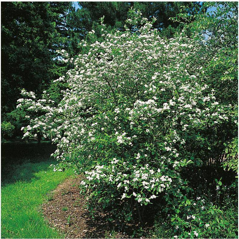 Aronia Viking