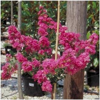 Lilas des Indes Petit Canaille® rose