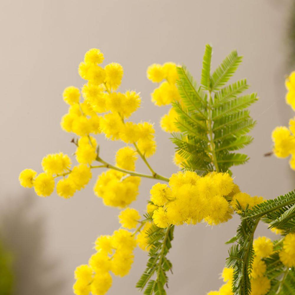 Mimosa d'hiver 'Le Gaulois' (de bouture) - Image 6