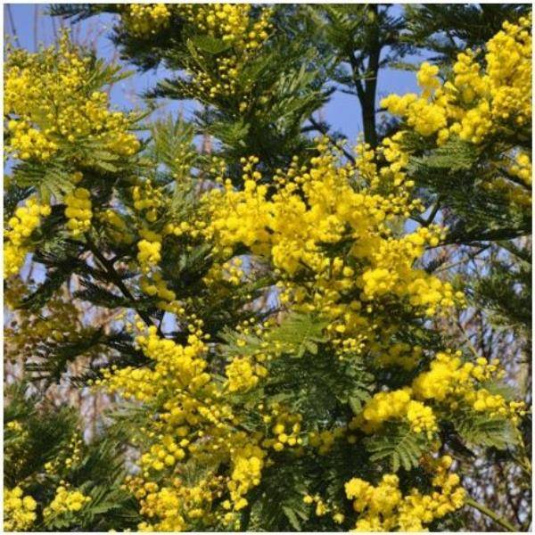 Mimosa d'hiver 'Le Gaulois' (de bouture) - Image 10