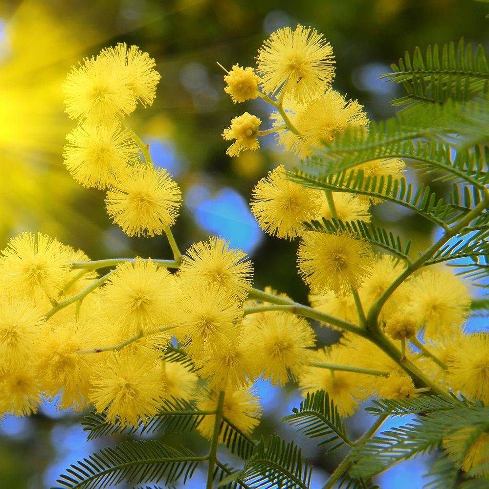 Mimosa d'hiver 'Le Gaulois' (de bouture) - Image 8