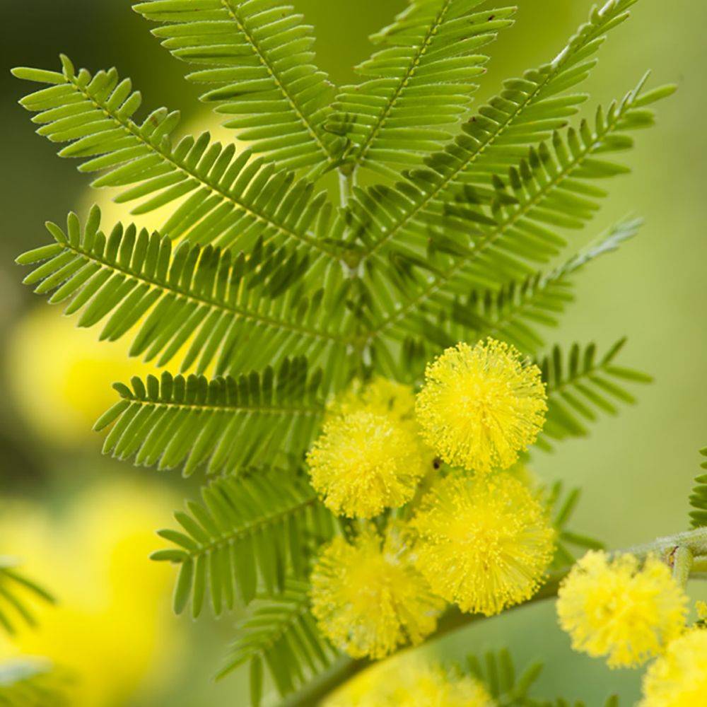 Mimosa d'hiver 'Le Gaulois' (de bouture) - Image 2