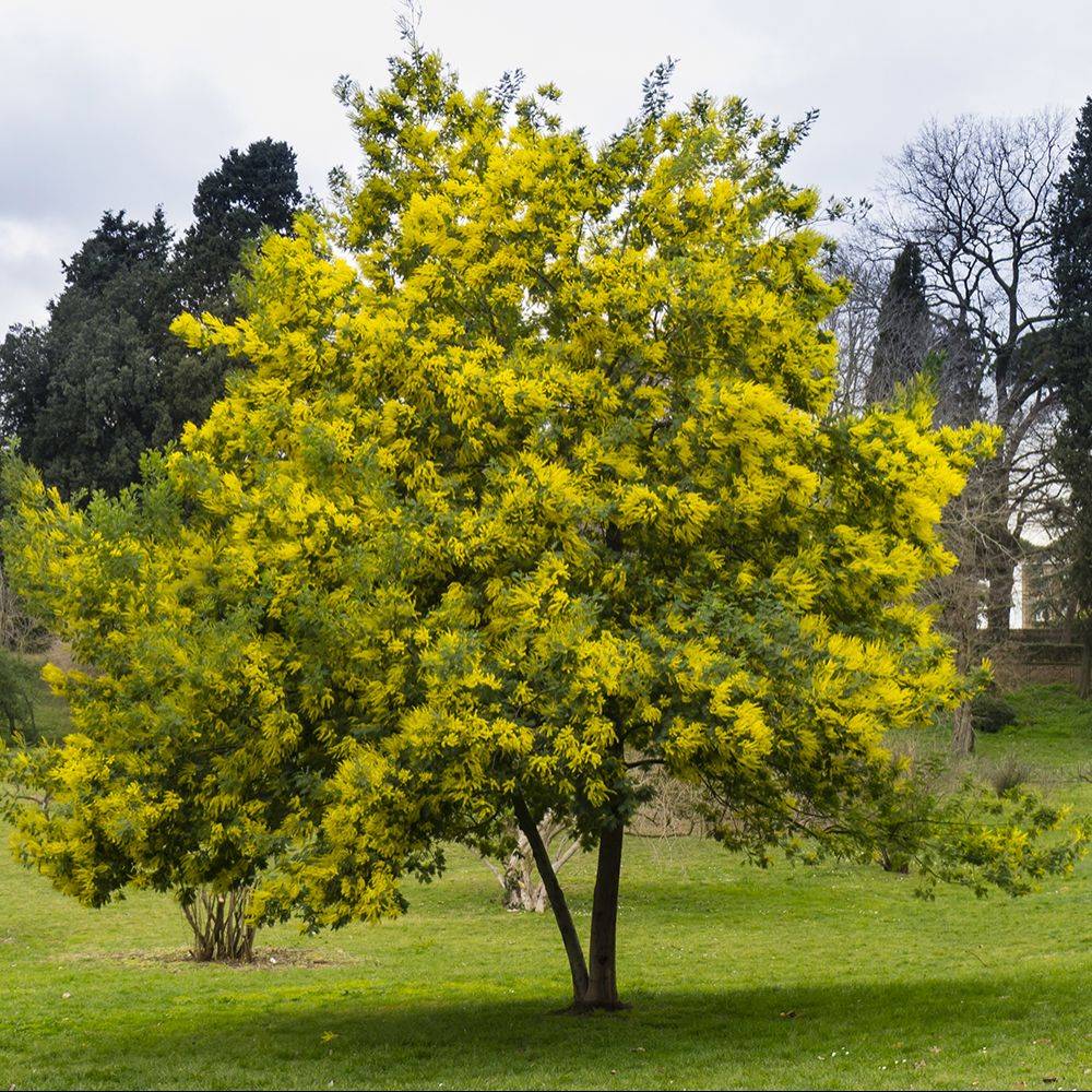 Mimosa d'hiver 'Le Gaulois' (de bouture) - Image 1