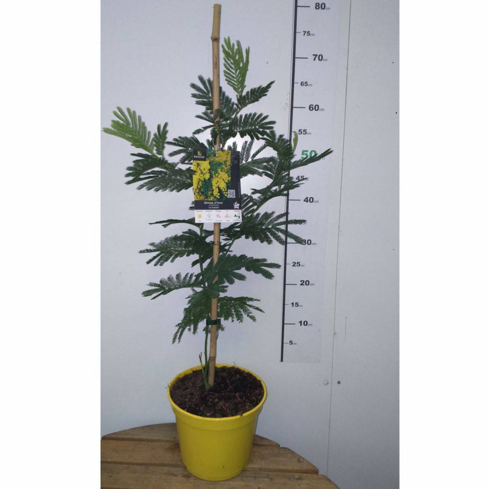 Mimosa d'hiver 'Le Gaulois' (de bouture) - Image 12