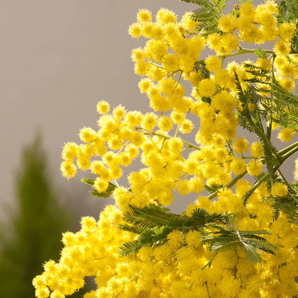 Mimosa d'hiver 'Le Gaulois' (de bouture) - Image 5