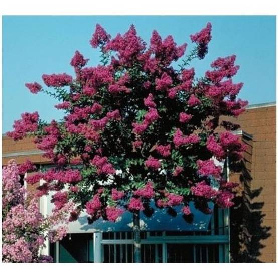 Lilas des Indes Saint Emilion®