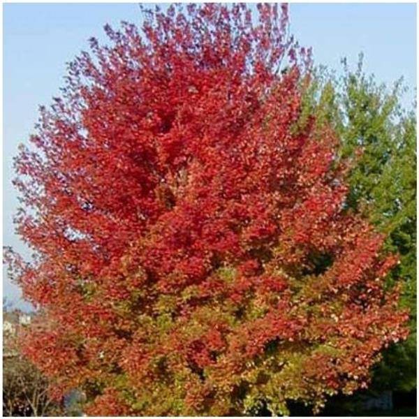 Erable 'Automn Blaze'