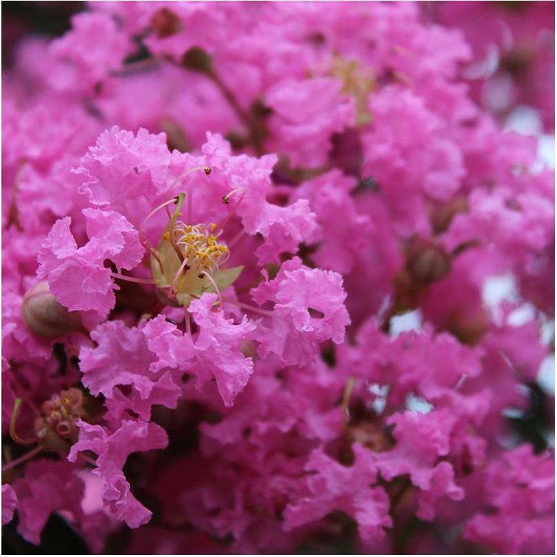 Lilas des Indes Monbazillac® - Image 1