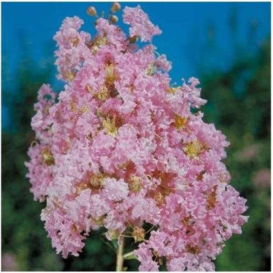 Lilas des Indes Monbazillac® - Image 3