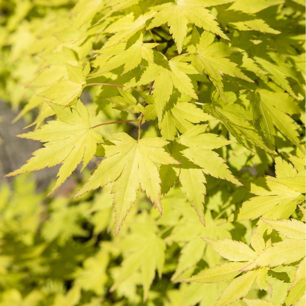 Erable du Japon 'Ueno Yama' - Image 2