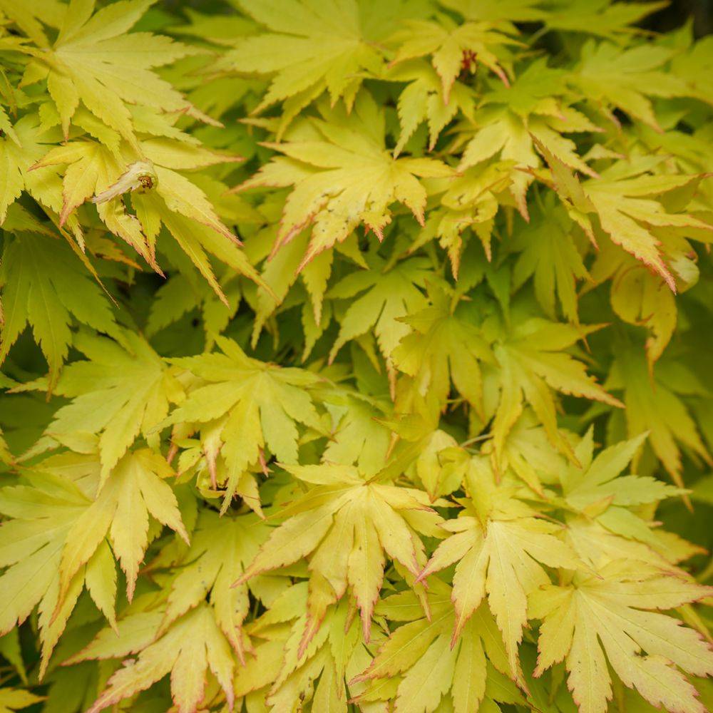 Erable du Japon 'Ueno Yama'