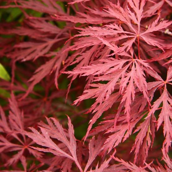 Erable du Japon 'Dissectum Garnet' - Image 1