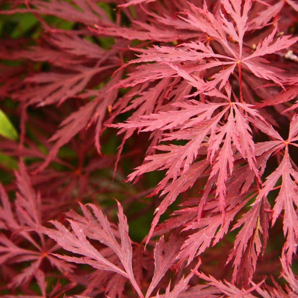 Erable du Japon 'Dissectum Garnet' - Image 1