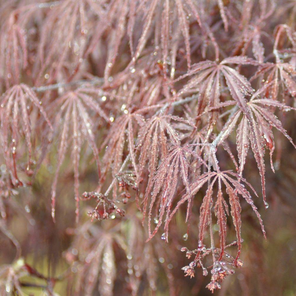 Erable du Japon 'Dissectum Garnet' - Image 2