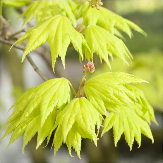 Erable du Japon 'Aureum' - Acer shirasawanum 'Aureum' - Image 4