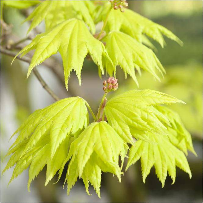 Erable du Japon 'Aureum' - Acer shirasawanum 'Aureum' - Image 4
