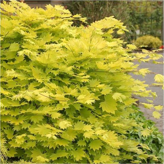 Erable du Japon 'Aureum' - Acer shirasawanum 'Aureum' - Image 5