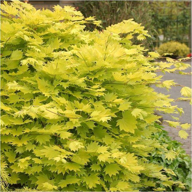 Erable du Japon 'Aureum' - Acer shirasawanum 'Aureum' - Image 5