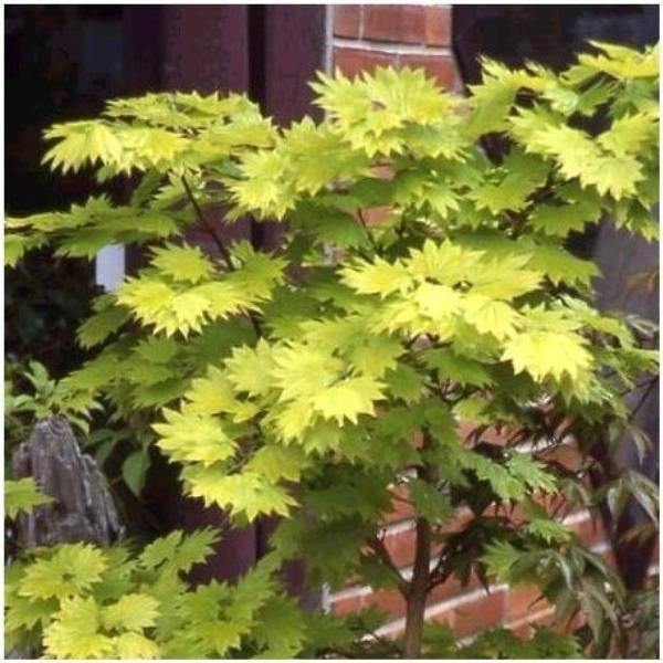Erable du Japon 'Aureum' - Acer shirasawanum 'Aureum' - Image 1