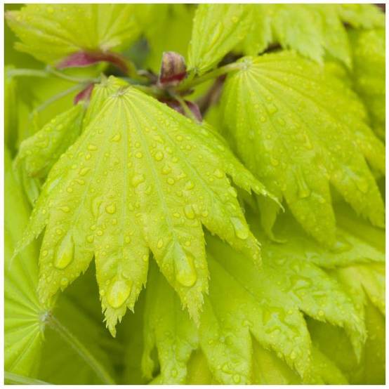 Erable du Japon 'Aureum' - Acer shirasawanum 'Aureum' - Image 3