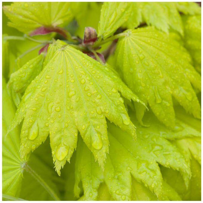 Erable du Japon 'Aureum' - Acer shirasawanum 'Aureum' - Image 3