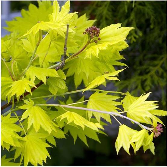 Erable du Japon 'Aureum' - Acer shirasawanum 'Aureum' - Image 6