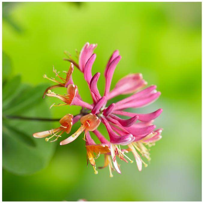 Chèvrefeuille 'Goldflame'
