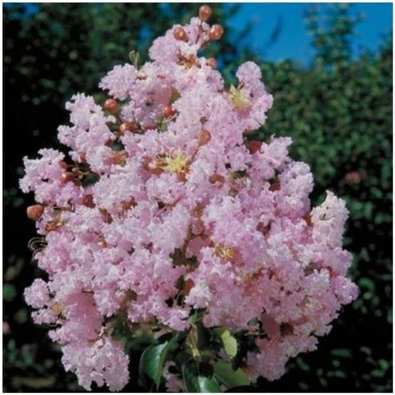 Lilas des Indes Soir d'Eté®
