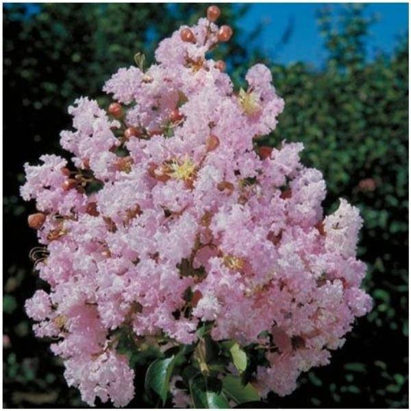 Lilas des Indes Soir d'Eté®