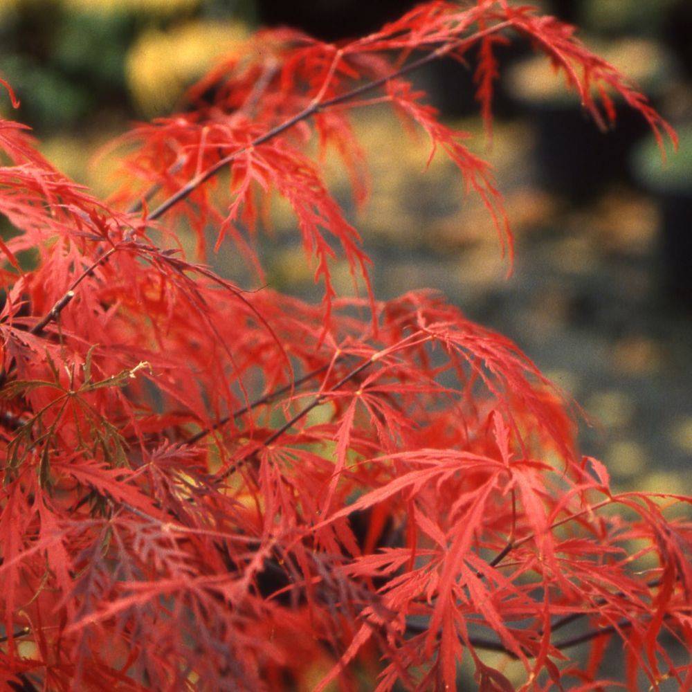 Erable du Japon 'Crimson Queen' - Image 2