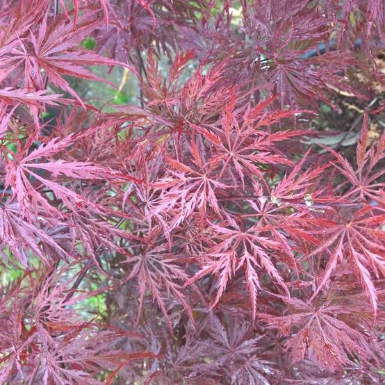 Erable du Japon 'Crimson Queen' - Image 1