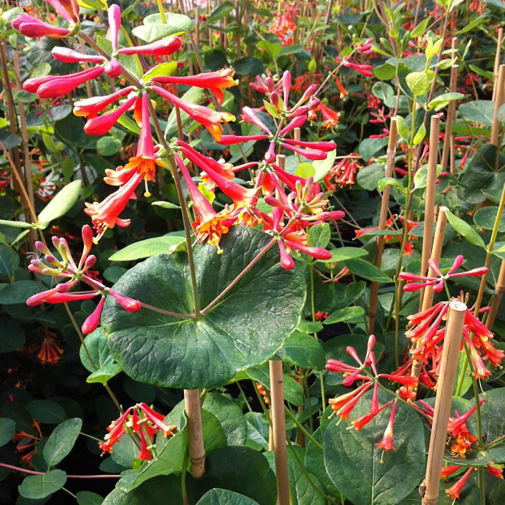 Chèvrefeuille 'Dropmore Scarlet'