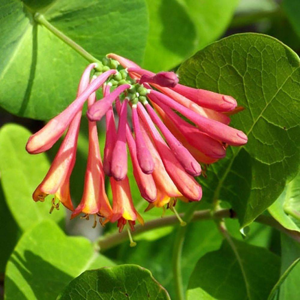 Chèvrefeuille 'Dropmore Scarlet' - Image 3