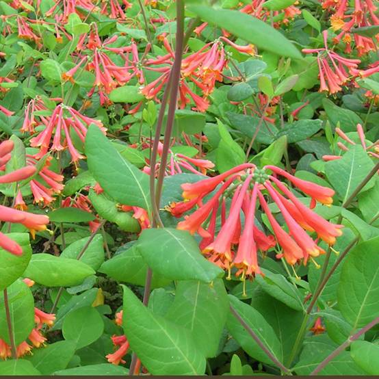 Chèvrefeuille 'Dropmore Scarlet' - Image 2