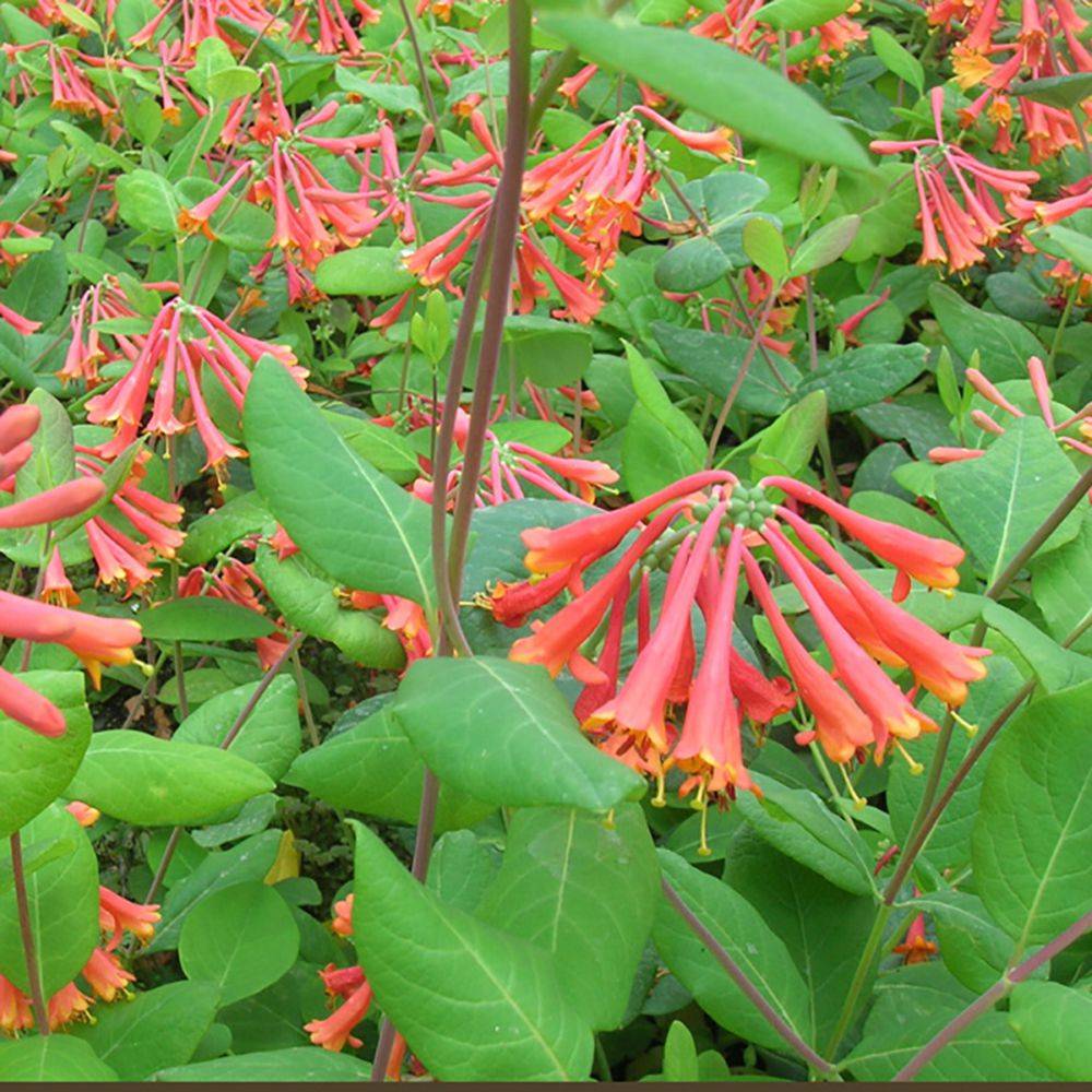 Chèvrefeuille 'Dropmore Scarlet' - Image 2