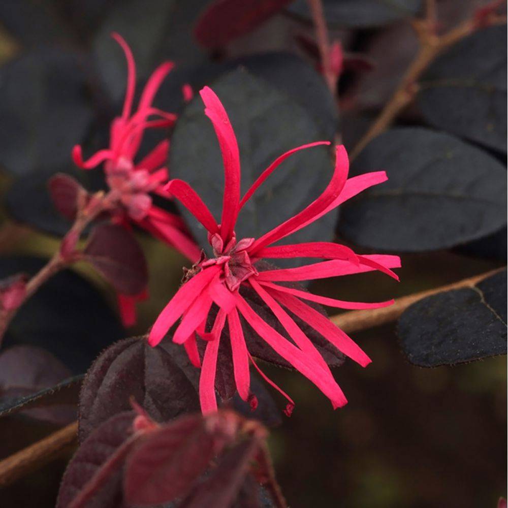 Loropetalum Black pearl - Image 1