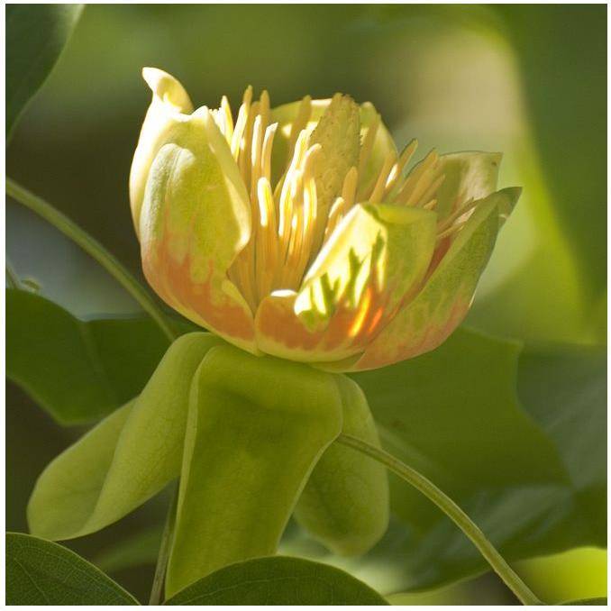 Tulipier de Virginie - Image 4