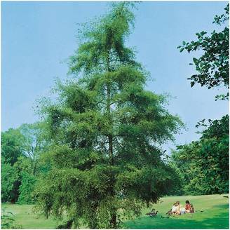 Aulne glutineux 'Imperialis'