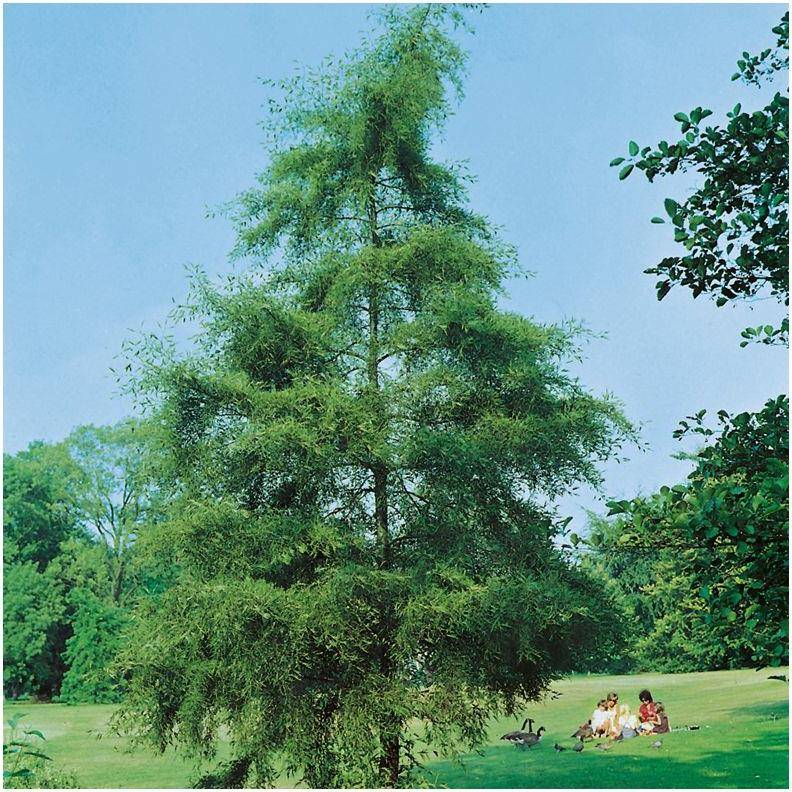 Aulne glutineux 'Imperialis'