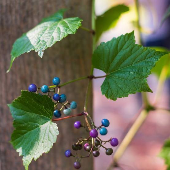 AMPELOPSIS glandulosa 'Elegans' hauteur de 90 à 125 cm en pot de 3 litres avec tuteur