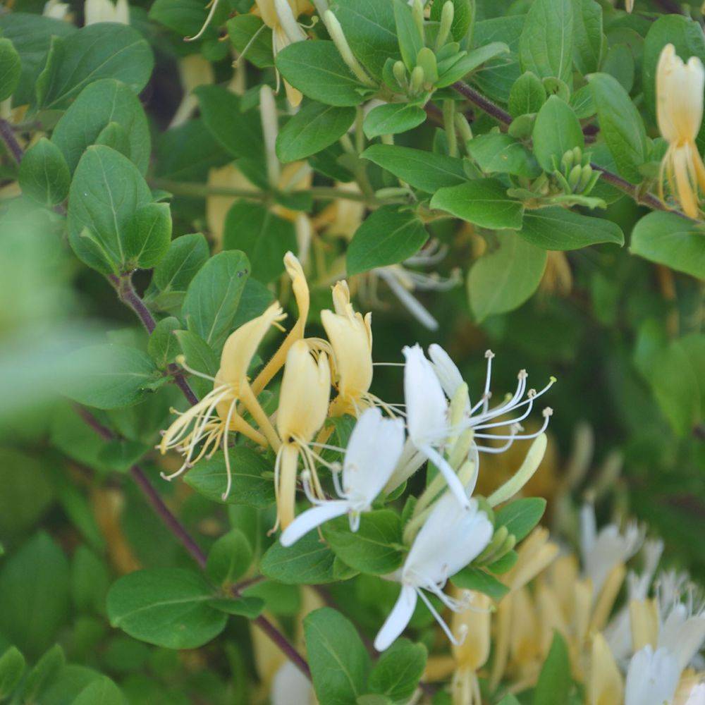 Chèvrefeuille 'Hall's Prolific'