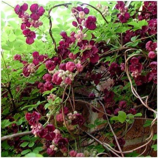 Akebia quinata