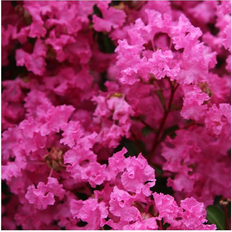 Lilas des Indes La Mousson® - Image 1