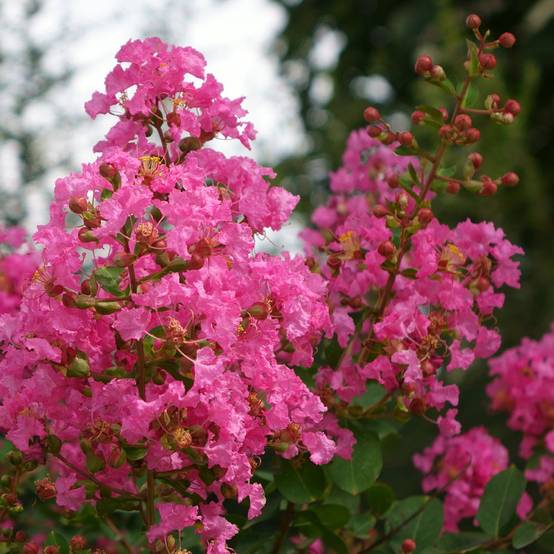 Lilas des Indes La Mousson® - Image 2